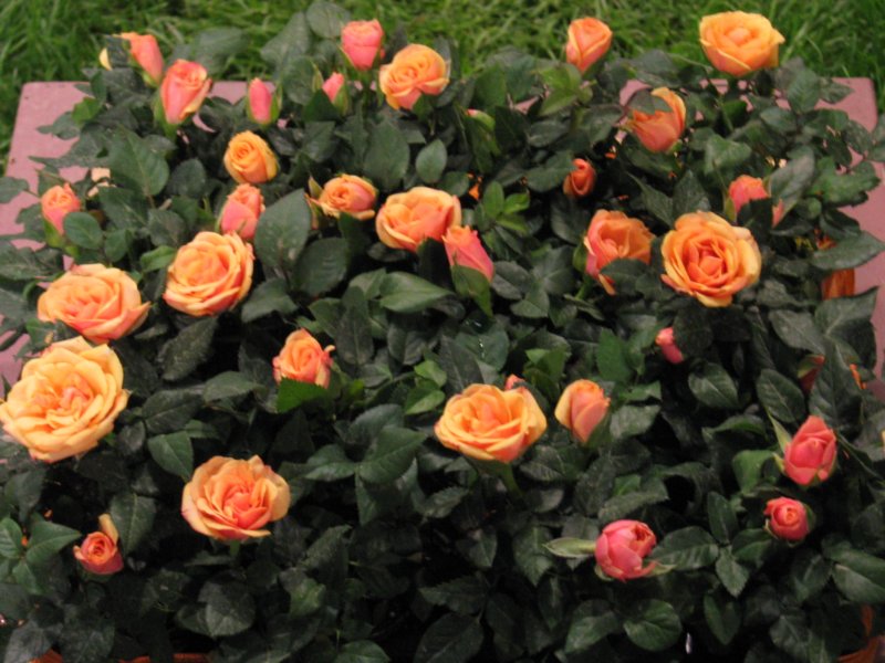 img_2626.jpg