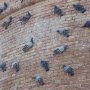 La Rocca ospita anche numerosi piccioni